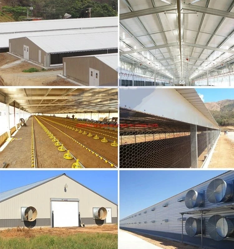25000-Birds-Prefabricated-Steel-Structural-Poultry-House-with-Full-Automatic-Equipment 25000-Birds-Prefabricated-Steel-Structural-Poultry-House-with-Full-Automatic-Equipment